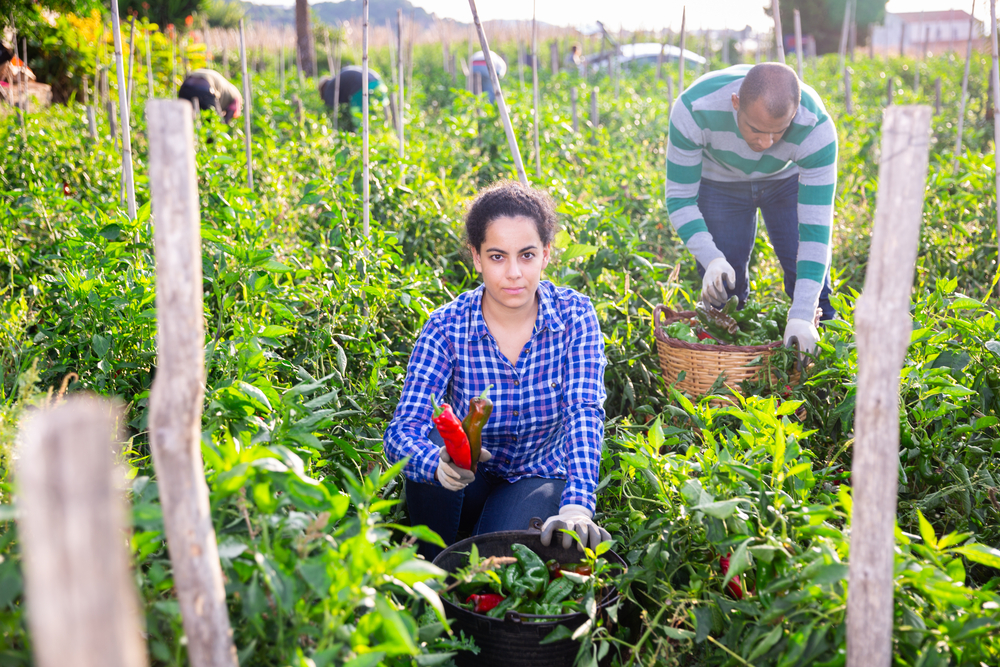 Organic Farming: An production system that promotes gender and inclusion in Latin America and the Caribbean | Inter-American Institute for Cooperation on Agriculture