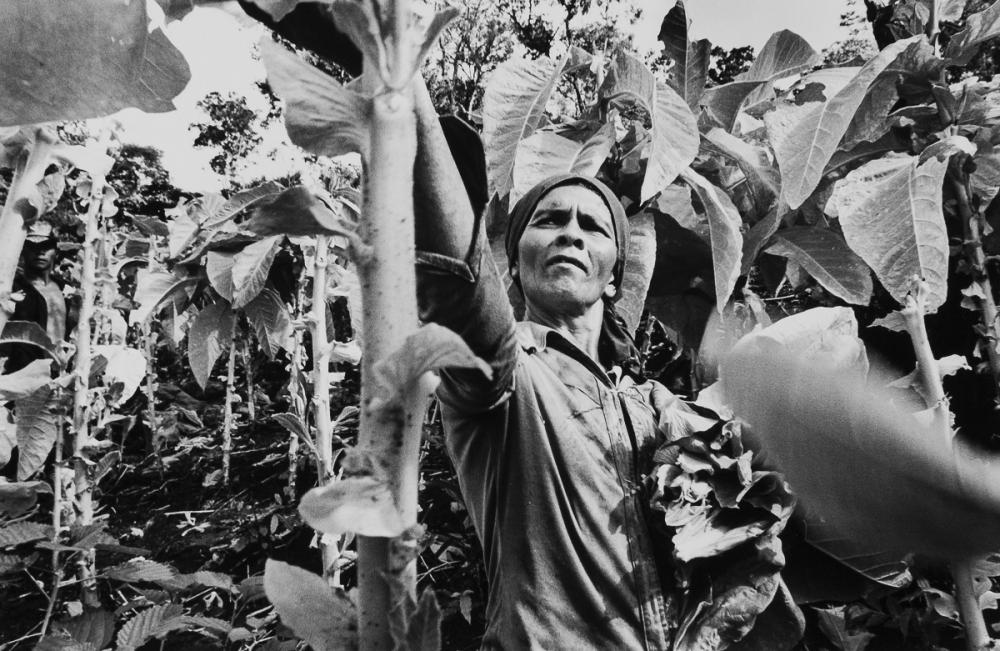 Foto tomada en la provincia de Misiones en el año 1995 en la casa de la familia Da Silva, localidad de Picada Santa Rosa, Departamento de Leandro N. Alem. En la foto, la señora Da Silva está cosechando manualmente hojas de tabaco. La imagen forma parte de la serie “Tabacaleros”.