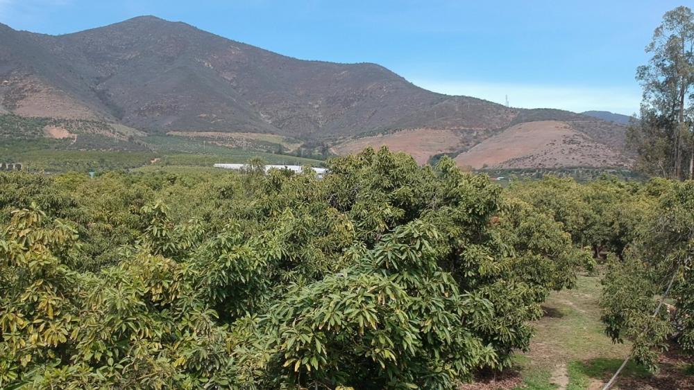 Cultivo de palta en Quillota, Valparaíso, de la productora familiar Maritza Leiva, quien busca alternativas para seguir produciendo pese a la escasez de agua por las sequías.