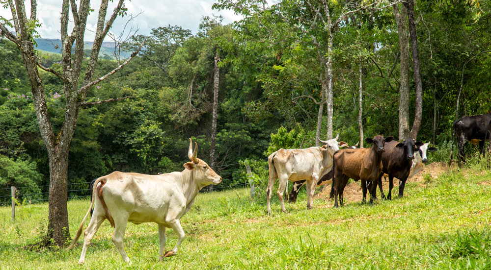 Entre los objetivos de la alianza está promover la productividad y sostenibilidad de los sistemas agrícolas y la provisión de servicios ecosistémicos, facilitando el intercambio de información científicamente validada sobre aspectos de la ganadería y sus temas relacionados.