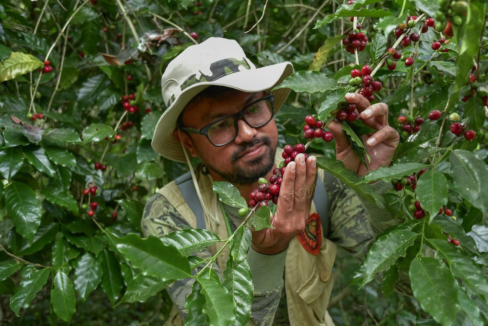 Aprovechamiento pleno de los subproductos del café, mediante un concepto de bioeconomía