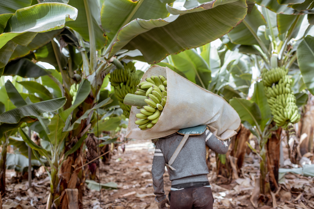 El banano es cultivado en 135 países, por lo que sostiene los ingresos de muchísimos pequeños productores.