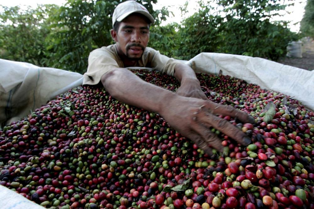 Beneficiarios de PROCAGICA comparten experiencias en “Diálogos de café” |  Instituto Interamericano de Cooperación para la Agricultura