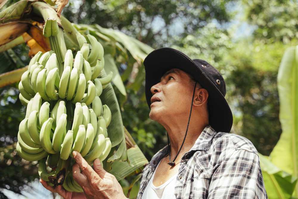Aunque la R4T no afecta la salud humana y no supone un riesgo para quienes coman banano, puede destruir plantaciones enteras de un cultivo del que dependen los ingresos de miles de familias rurales en 135 países del mundo, entre ellos muchos de América Latina y el Caribe.