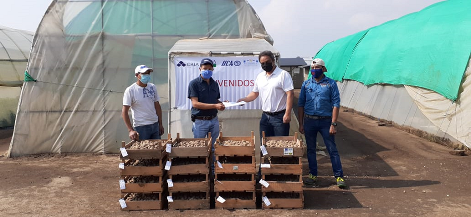 8 mil minitubérculos de semilla básica de ICTA Palestina e ICTA 6014 a productores miembros de la ASOCUCH (Asociación de Organizaciones de los Cuchumatanes) con sede en Huehuetenango.