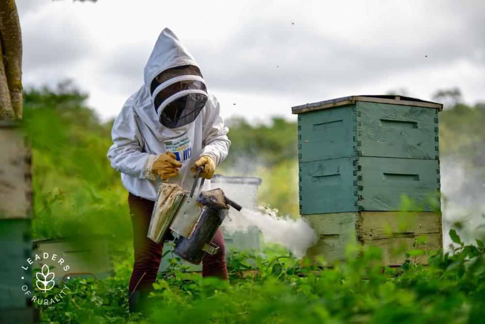 Ella recibió una parcela demostrativa por el proyecto AGRO-INNOVA, financiado por la Unión Europea (UE) e implementado por el IICA, en la que sembró plátano, limones, maíz y frijoles y aumentó su apiario a 70 colmenas. Así aprendió el valor de la diversificación productiva para generación de ingresos.