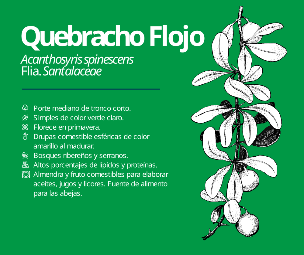 Quebracho Flojo