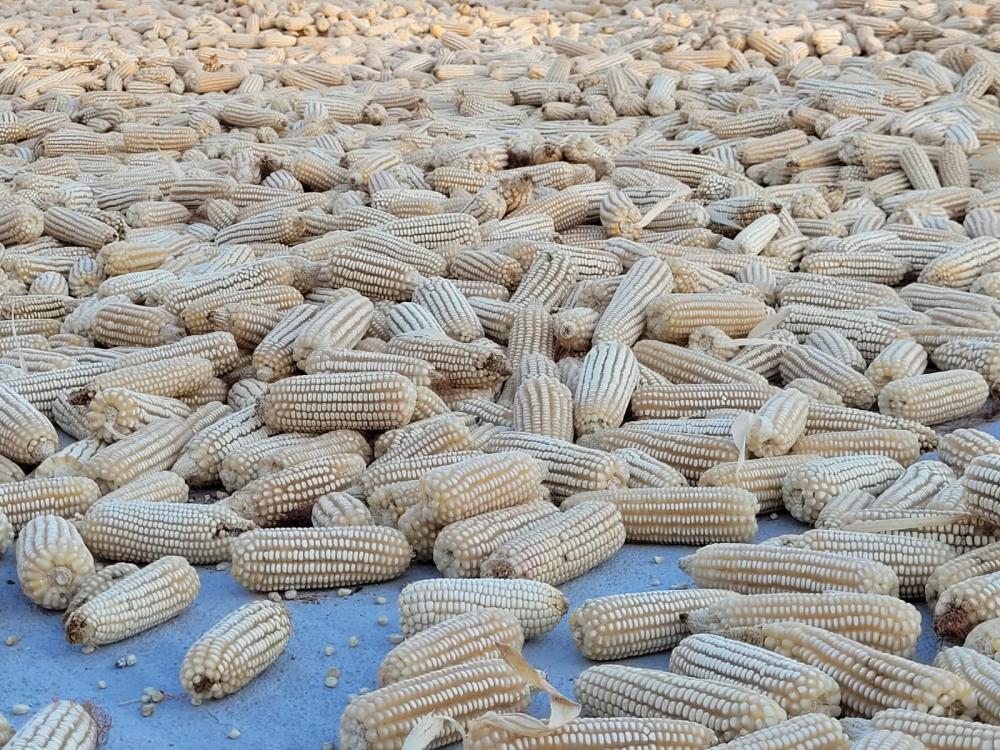 Patio de secado que será utilizado para secado de semillas de maíz y frijol de diferentes variedades.