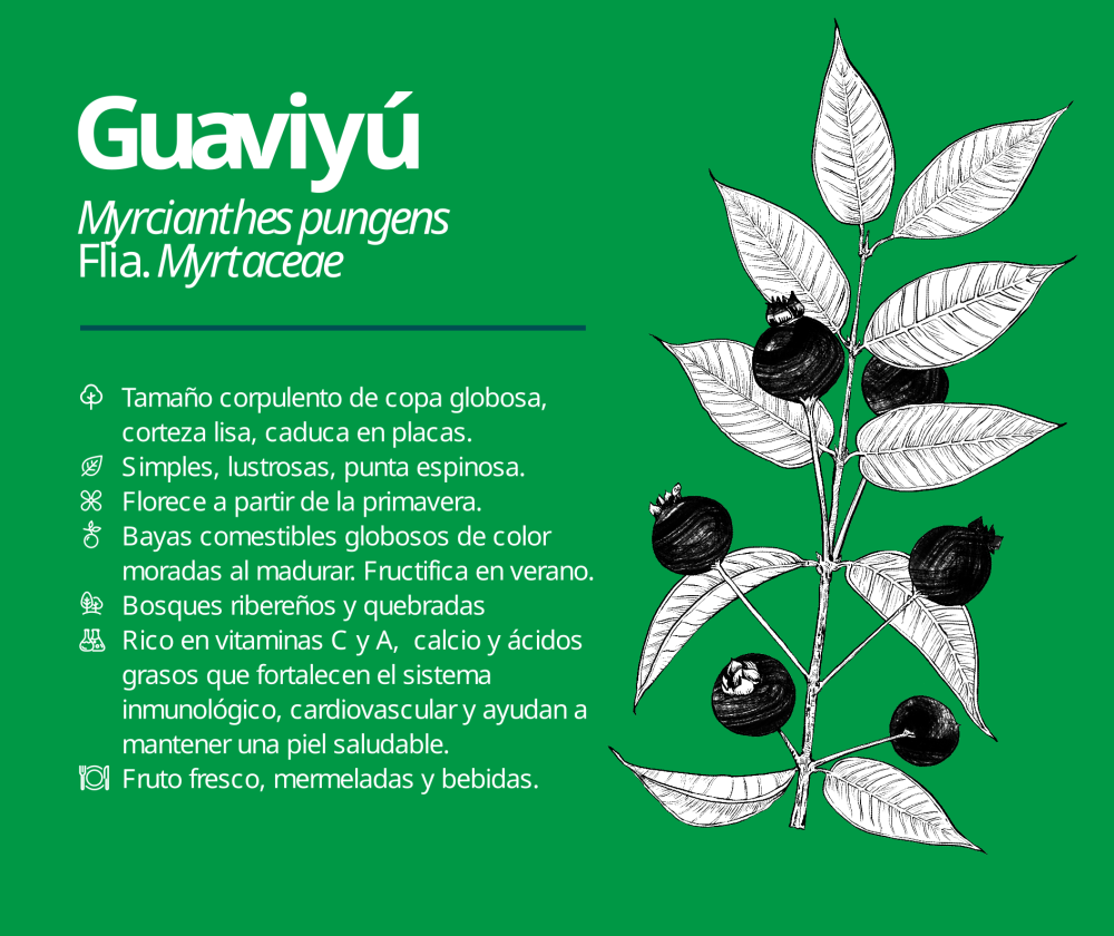 Guaviyú