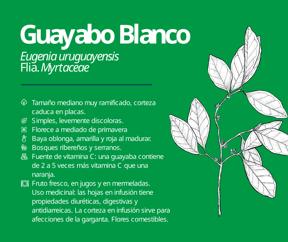 Guayabo Blanco