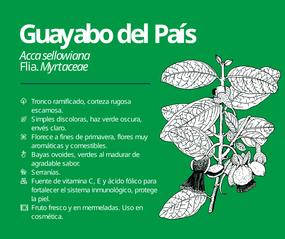 Guayabo del País