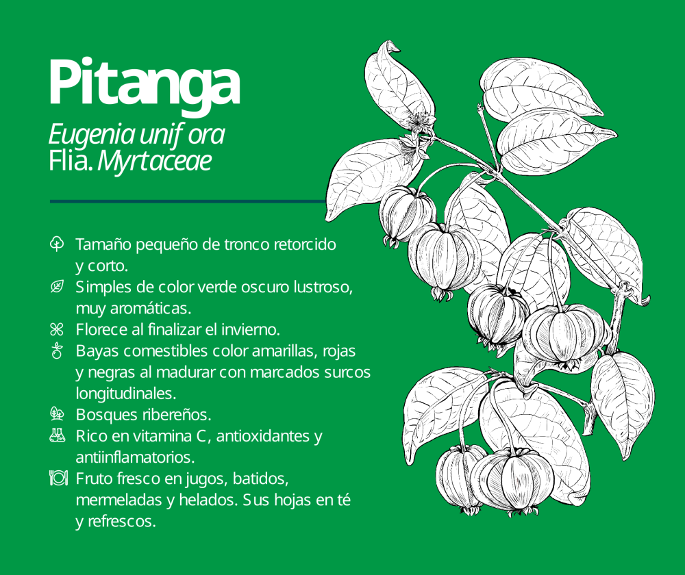 Pitanga