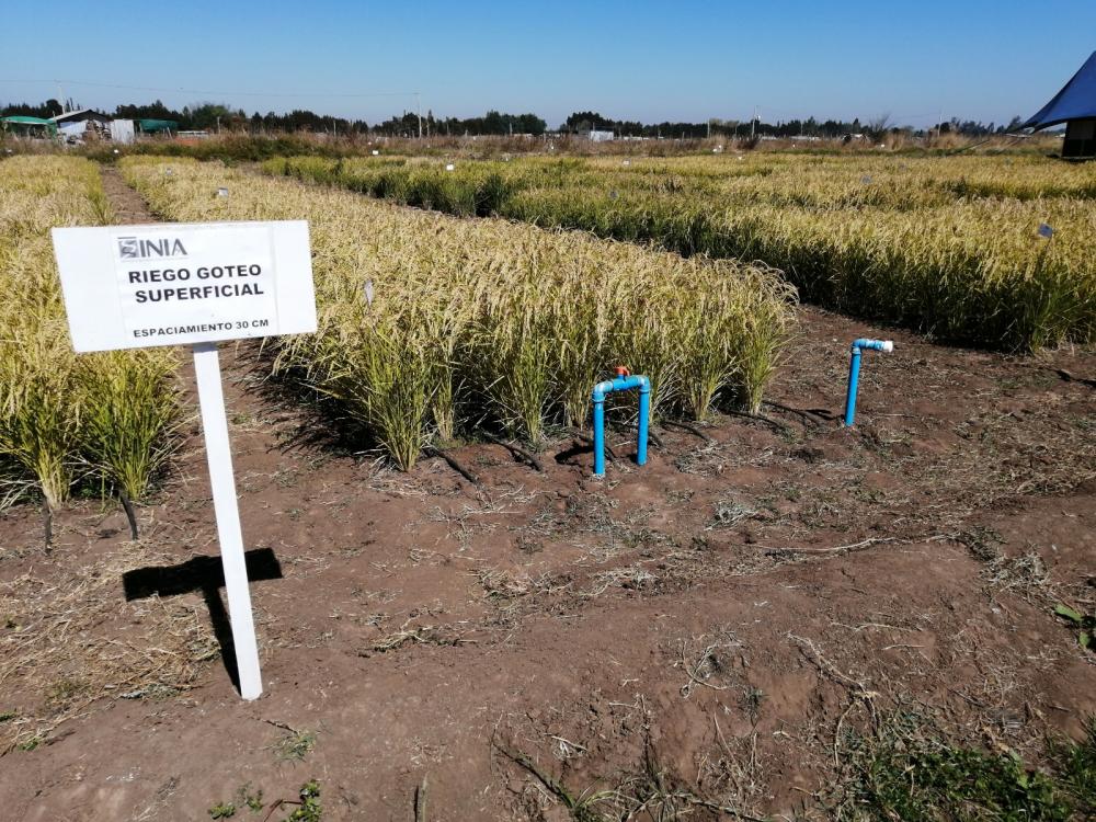 Un proyecto enfocado en el desarrollo de un sistema de producción de arroz con riego por goteo superficial y subterráneo para el Maule y Ñuble, principales regiones arroceras chilenas, busca seguir innovando hacia un arroz más sustentable.