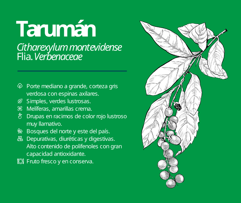 Tarumán