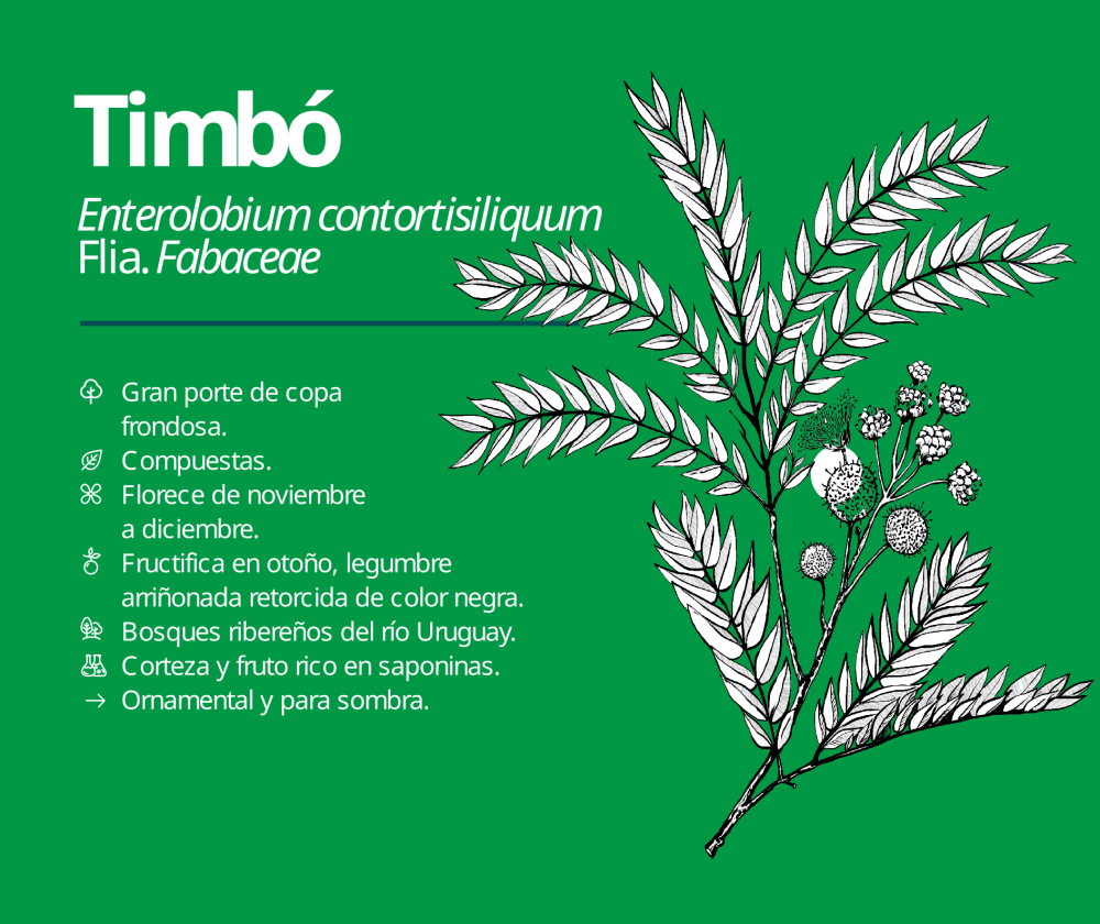 Timbó