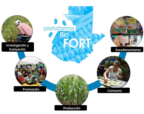 Plataforma Biofort, cuyo objetivo es contribuir a las iniciativas de la seguridad alimentaria y nutricional en Guatemala.