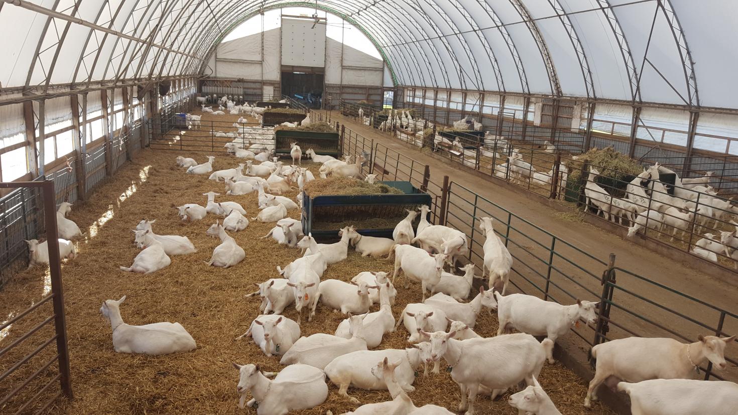 Jamaica seeks to improve its goat breeding industry based on Canada's  experiences with small ruminant genetics | Inter-American Institute for  Cooperation on Agriculture