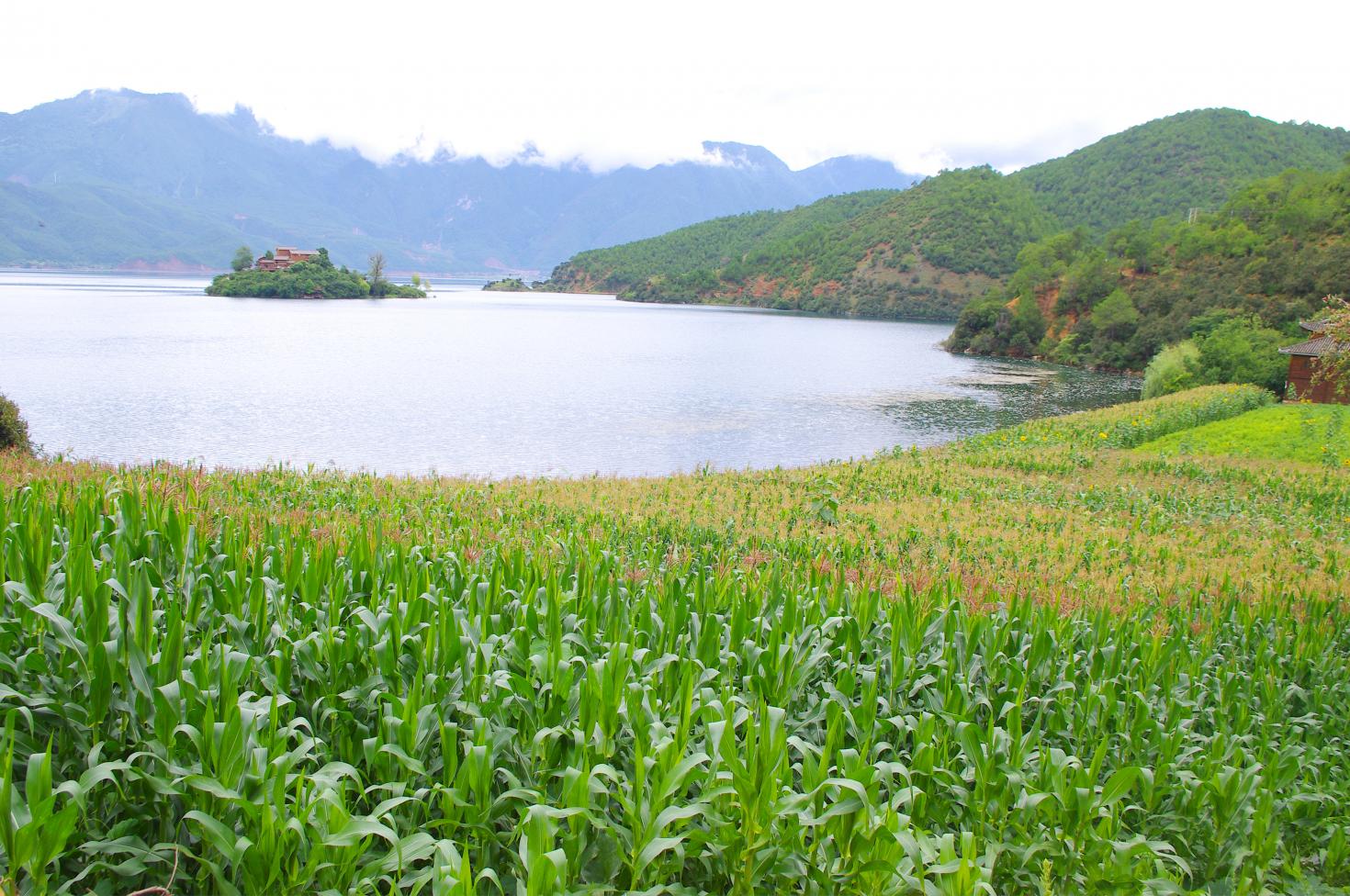 Agua y suelo, la base para la seguridad alimentaria | Instituto Interamericano de Cooperación para la Agricultura