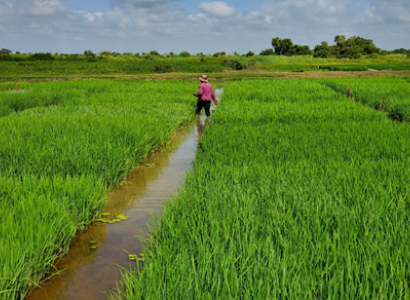 Man walking the trial plot of zinc fortified rice in Guyana