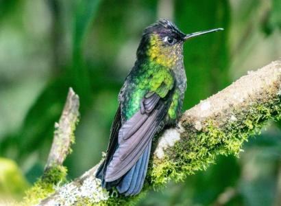 Birds and Forests - Biodiversity of the Americas