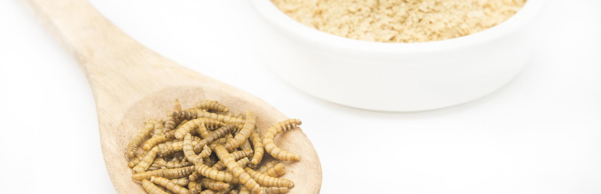 insectos fuente de proteína alternativa