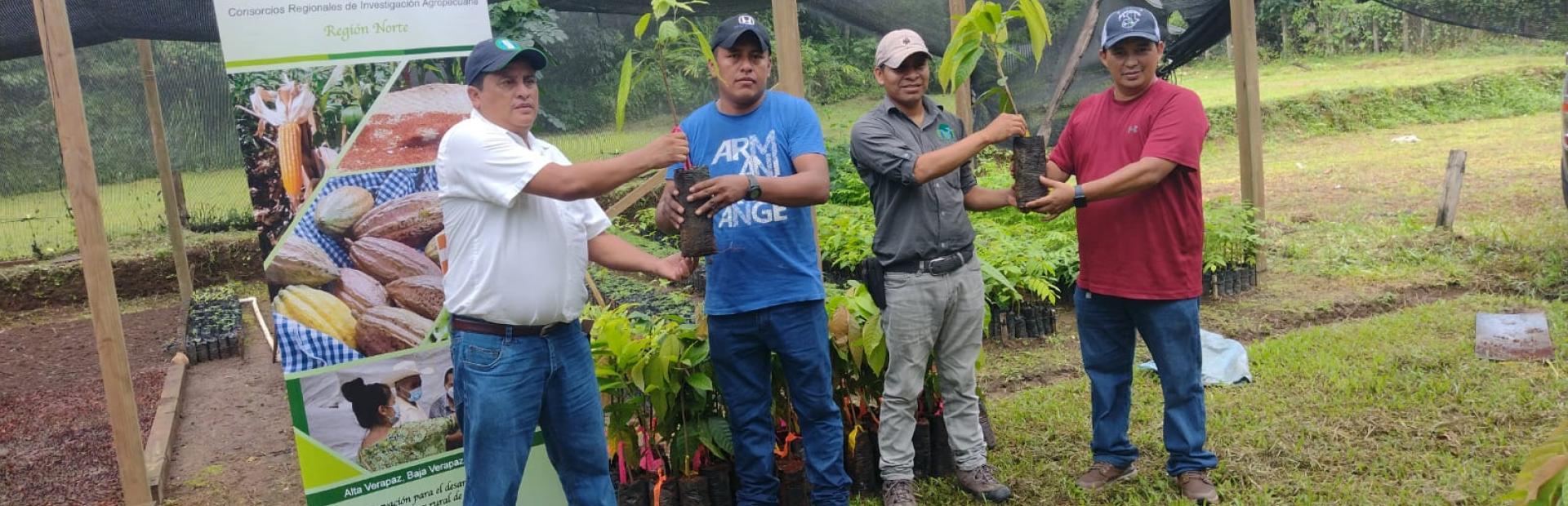 Entrega de plantas elite de cacao a asociaciones de productores