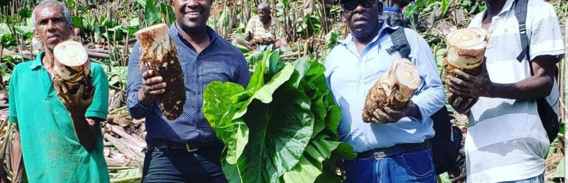 Taro, also known as malanga in some Latin American countries, has been key lately to diversify the agriculture of this island country.