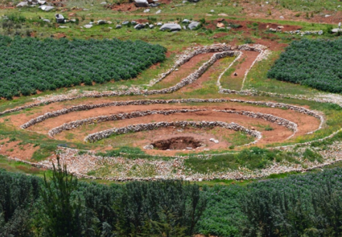 Moray inca