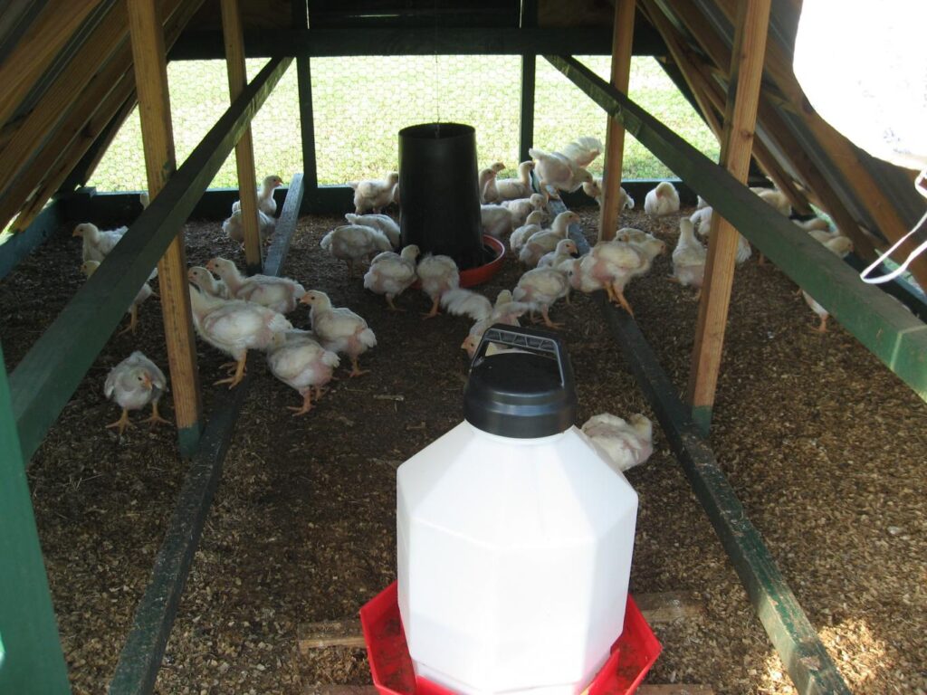 2010oct10_broiler_chicks_tractor_pen_1