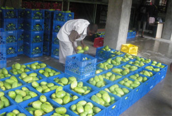 50_cp_haiti_fruta