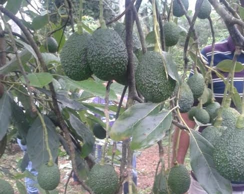 aguacate_488x389