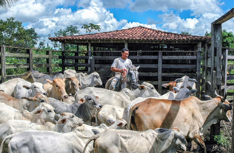 asesoresganaderos