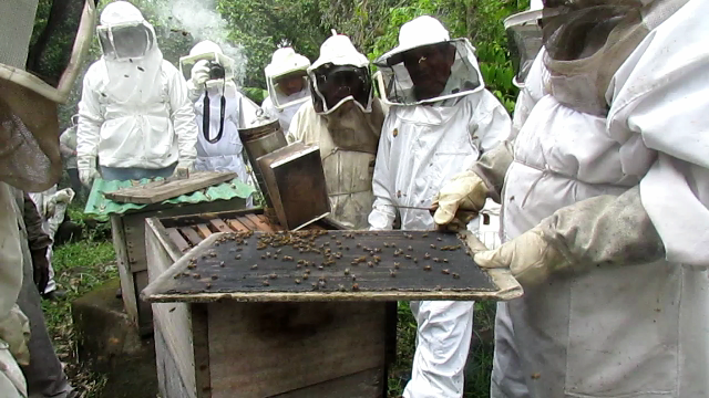 beekeeping