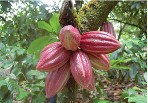 cacao2