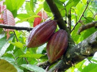 cacao_jardin_clonal