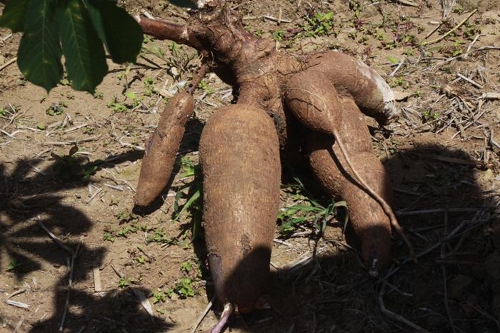 cassava