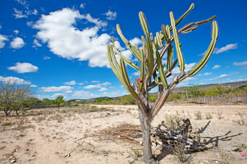 castus_semiarido_490x340_0