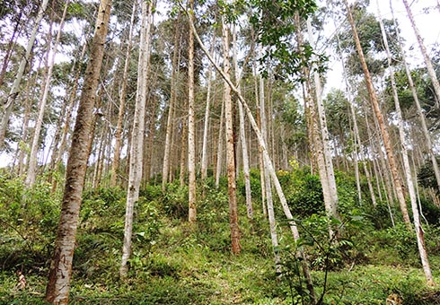 estrategia_restauracion_bosques