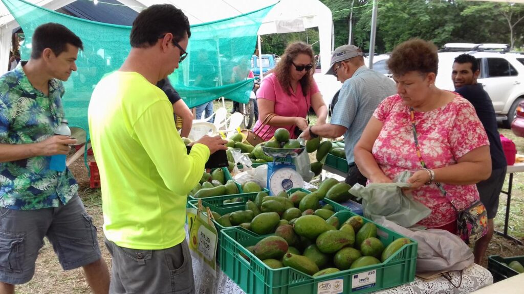 feria_del_aguacate_iica