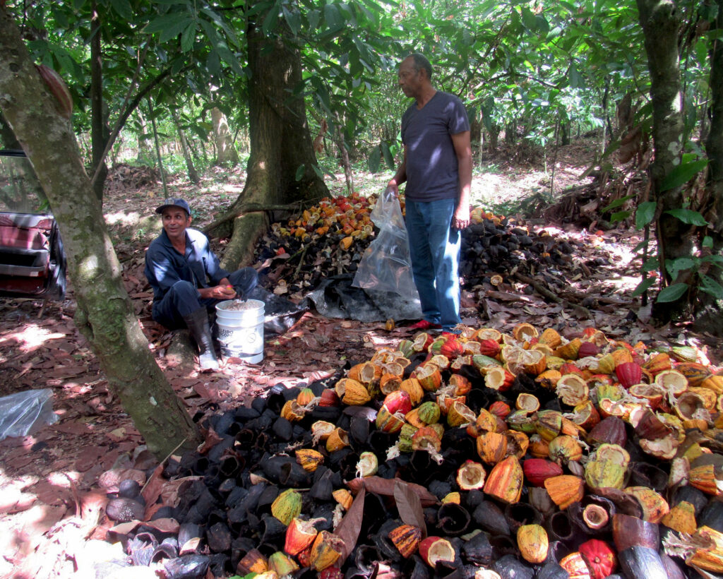 foto1_cosecha_de_granos_cacao