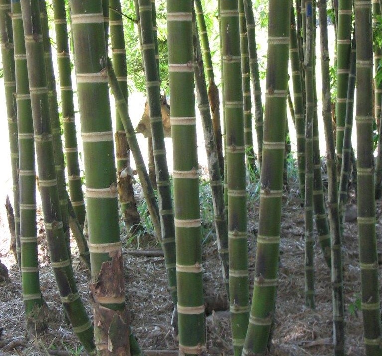 guadua-angustifolia-macana-unesp-m-pereira-esta1