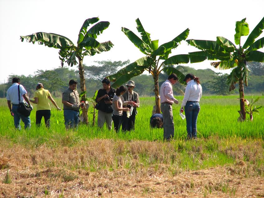 intercambio_experiencias_de_caracol_plaga_1