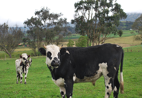 nota_ganaderia_baja_carbono