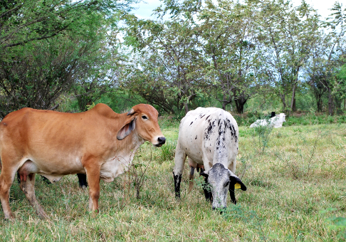 nota_mesa_de_ganaderia_sostenible_colombia_membresia_mesa_global_ext