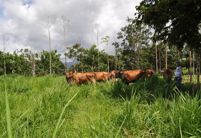 paisaje_agrosilvopastoril