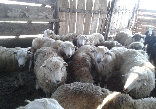 sheep_paraguay