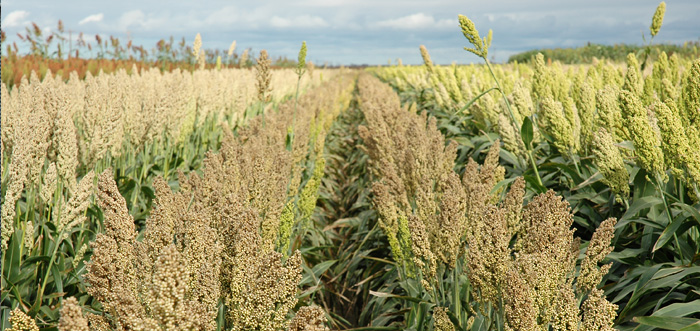 sorgo