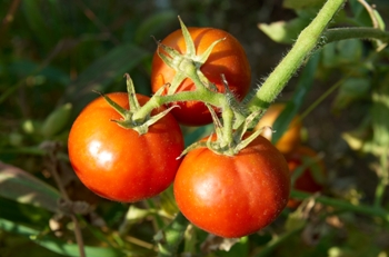 tomate_0