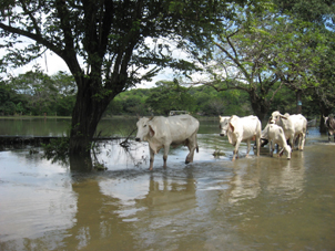 vacas_baja_res_0