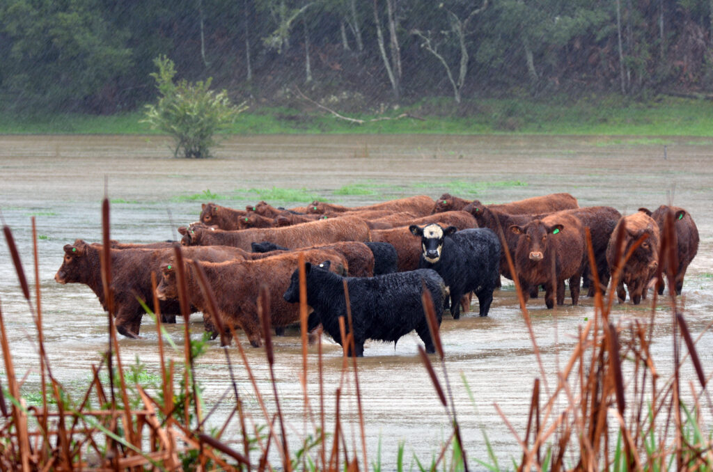 vacas_en_inundacion